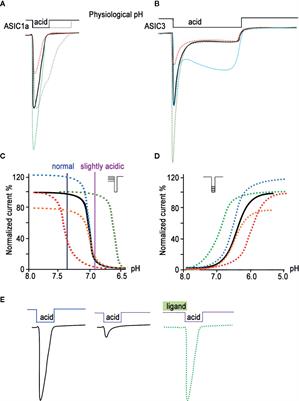 Animal, Herb, and Microbial Toxins for Structural and Pharmacological Study of Acid-Sensing Ion Channels